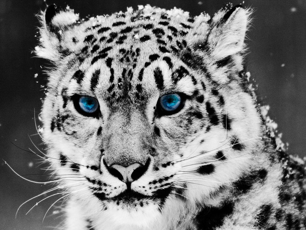 Snow Leopard