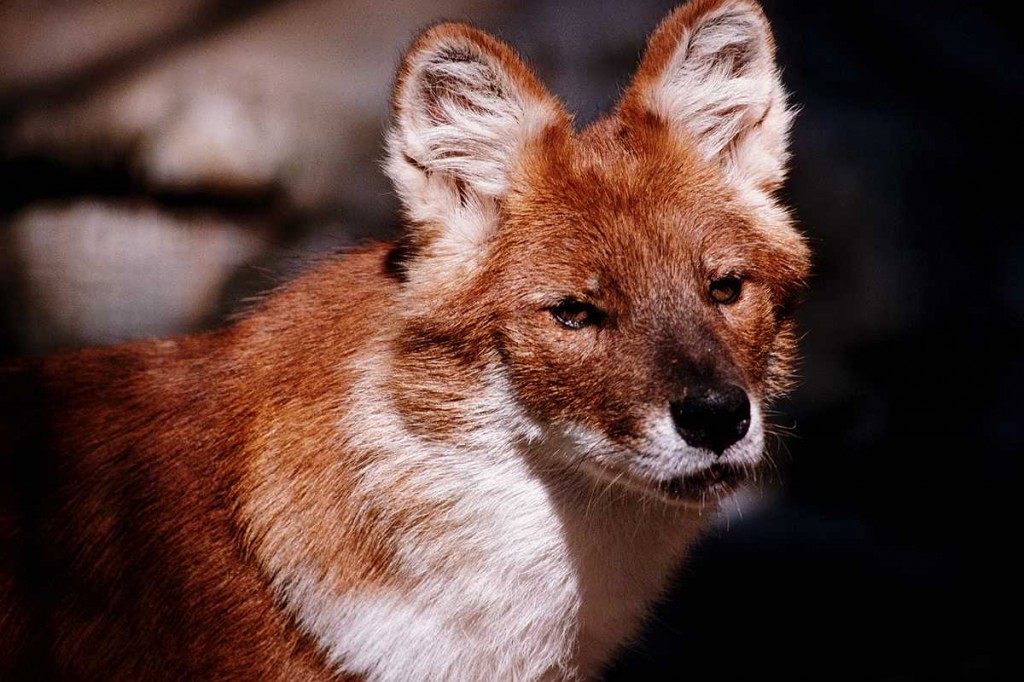 Dhole