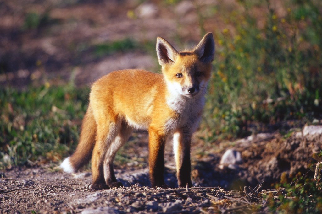 Red Fox