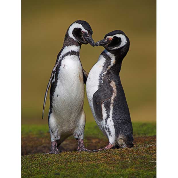 Magellanic penguin