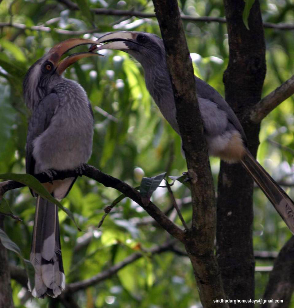 Narcondam Hornbill