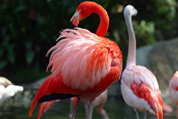 Flamingos