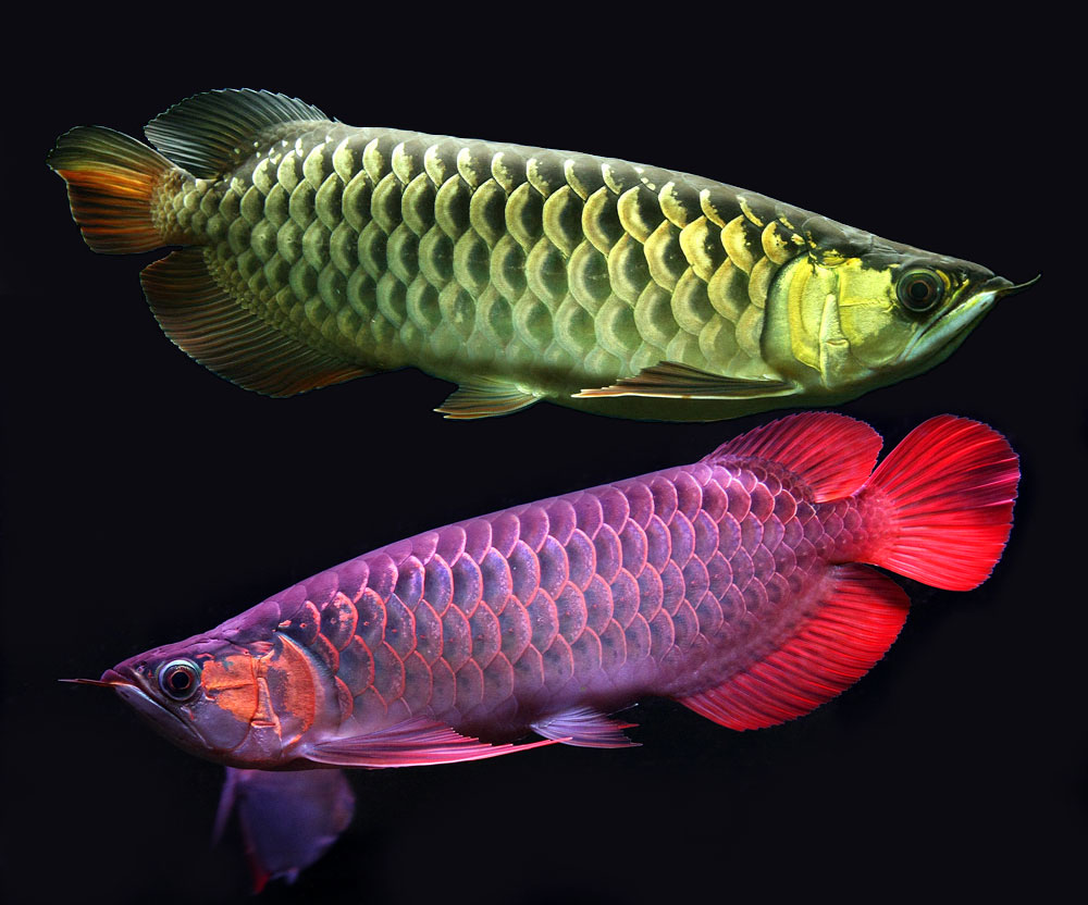 Arowana