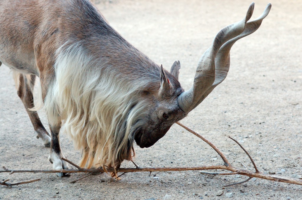 Markhor