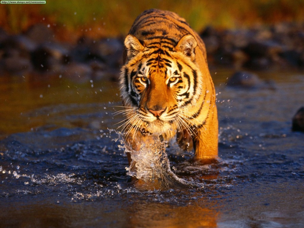 Bengal Tiger