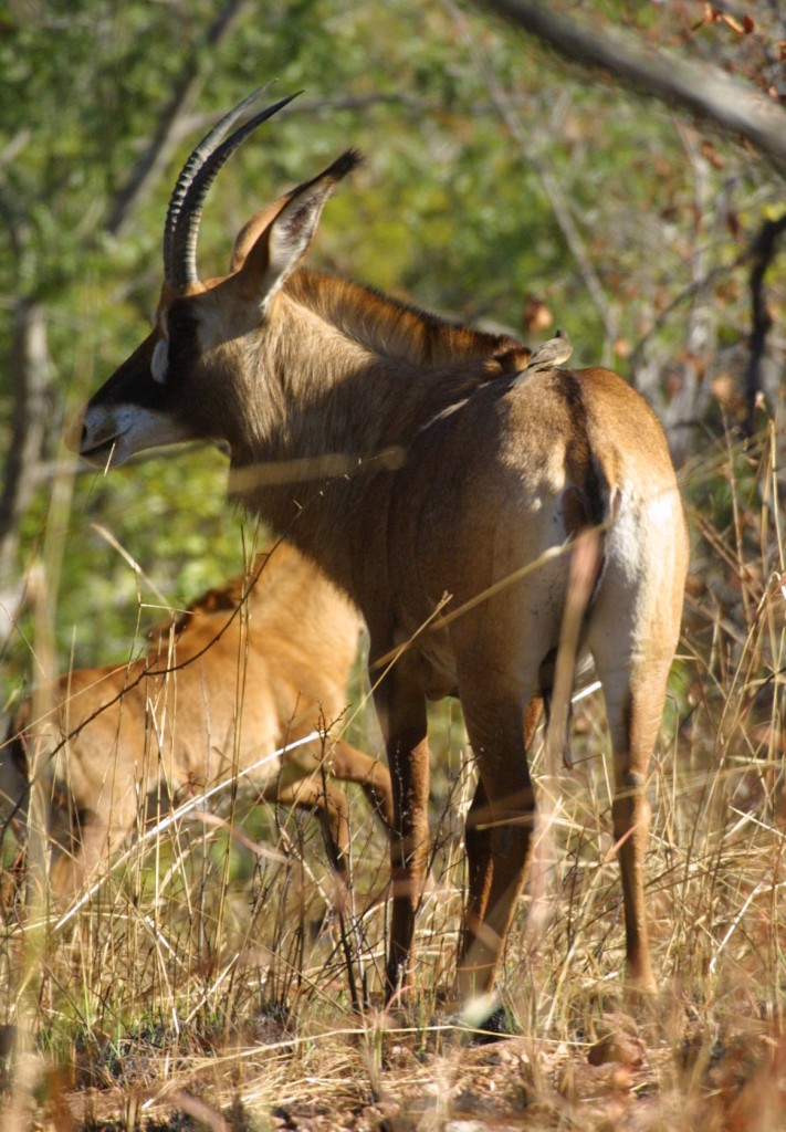Hirola