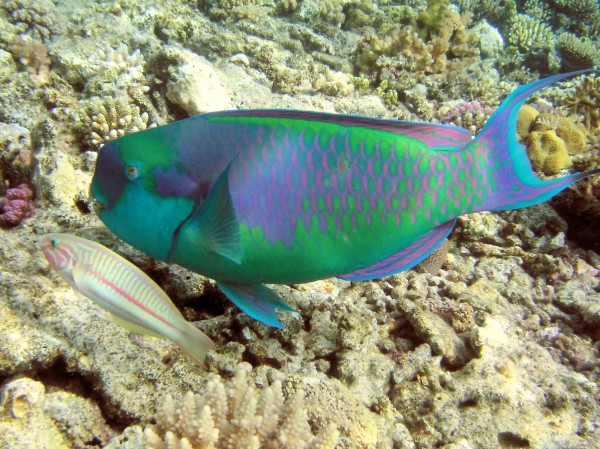 Rainbow Parrot Fish