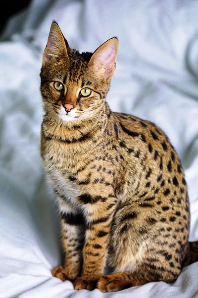 Savannah Cat