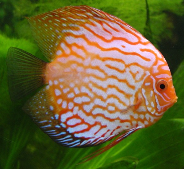 Symphysodon