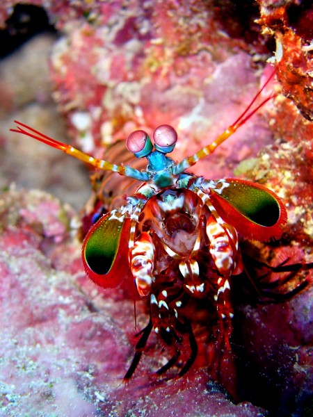 Mantis Shrimp