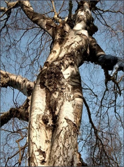 Lady Tree