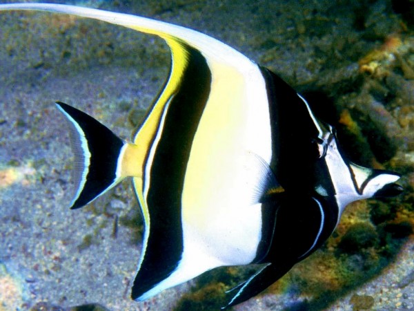 Moorish Idol