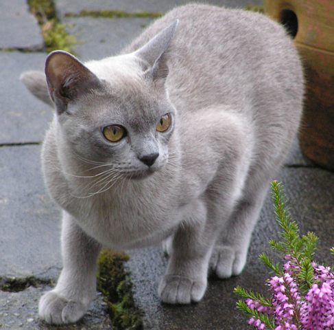 Burmese Cat