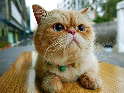 The Exotic Cat