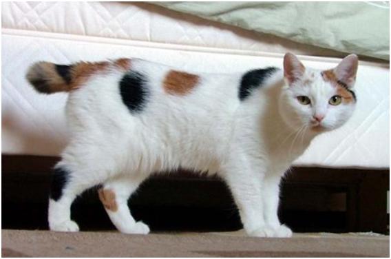 Manx Cat