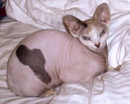 Sphynx Cat