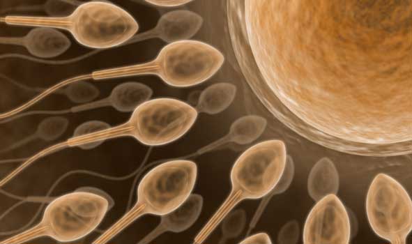 sperm