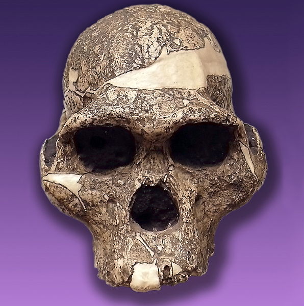 Australopithecus africanus