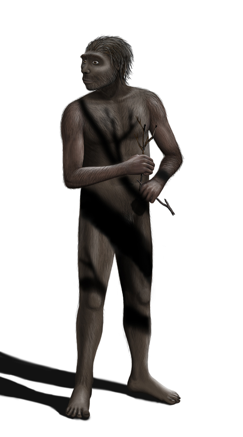 Homo_erectus