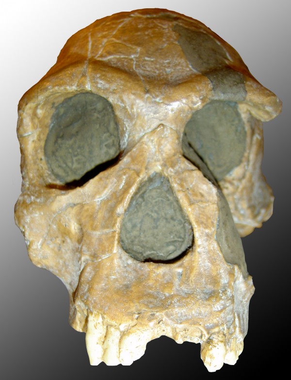  Homo_habilis