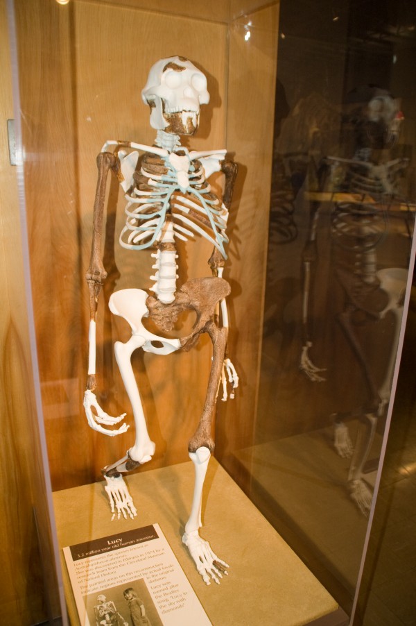 Australopithecus afarensis