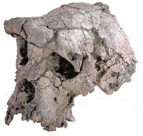 Orrorin tugenensis