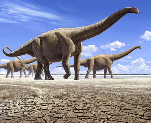 Amphicoelias fragillimus