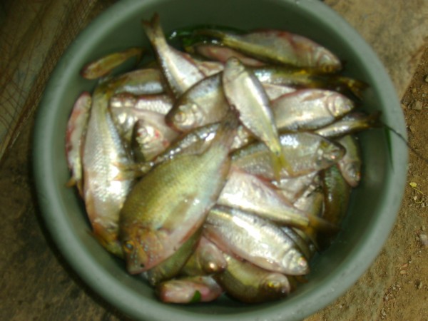 Lluvia de Peces