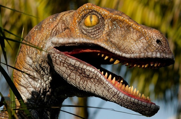 raptor