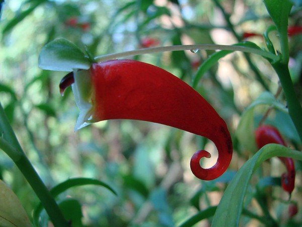 Impatiens