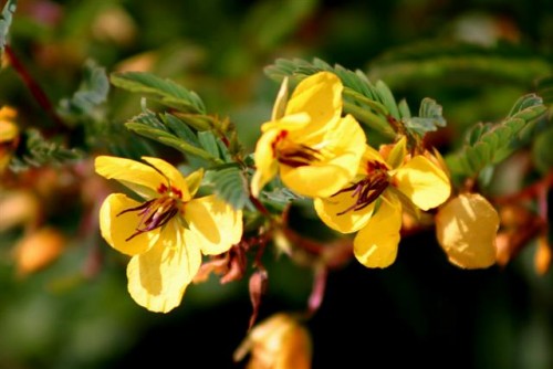 Sensitive Partridge Pea