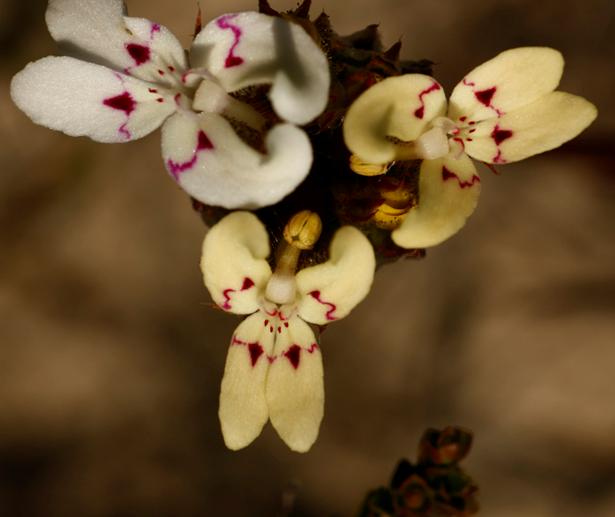 Triggerplant