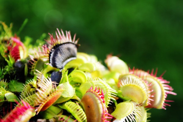 Venus_Flytrap