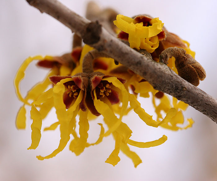witchhazel