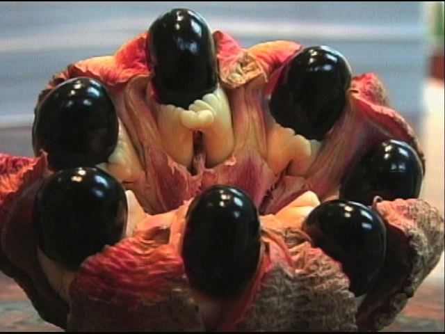 Ackee Akee Vegetable Brain