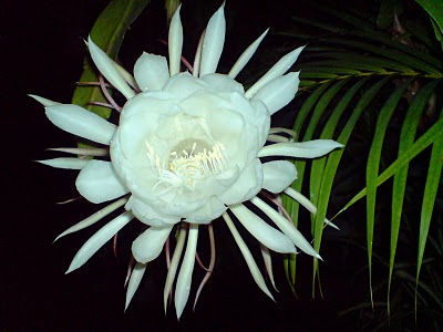 Brahma Kamal