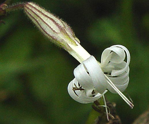 Catchfly Nottingham blooming