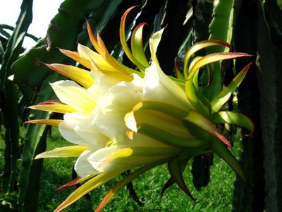 Dragon Fruit Flower