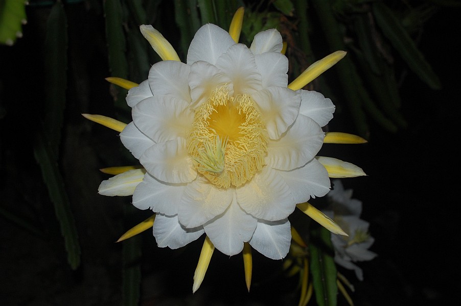 Dragon Fruit Flower Full Bloom