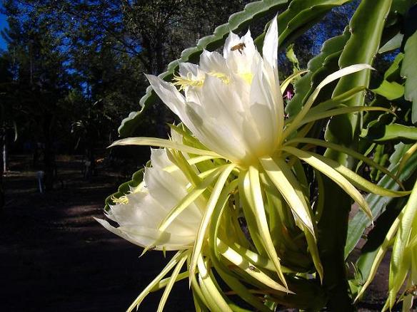 Dragon Fruit Flowers Blooming
