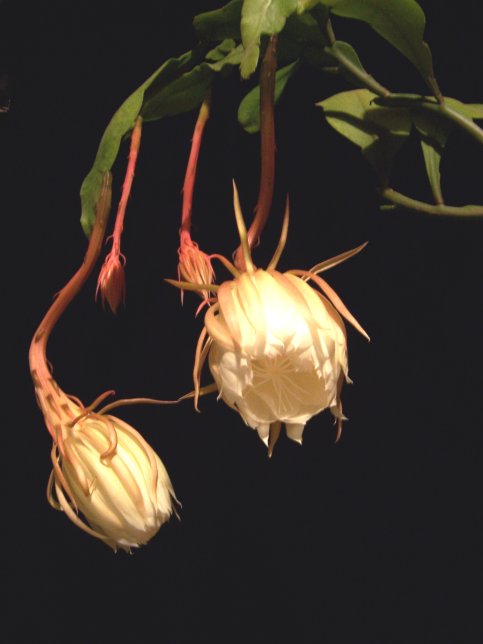 Dutchman's Pipe Cactus