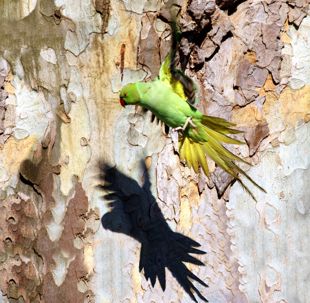 Shadow of a parrot