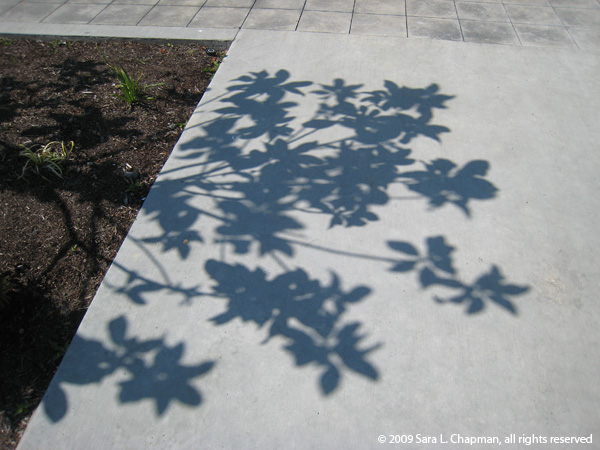 Shadow of plants