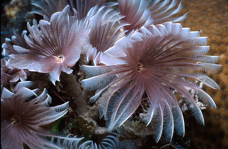 Sabellastarte santijosephi Feather Duster Worms
