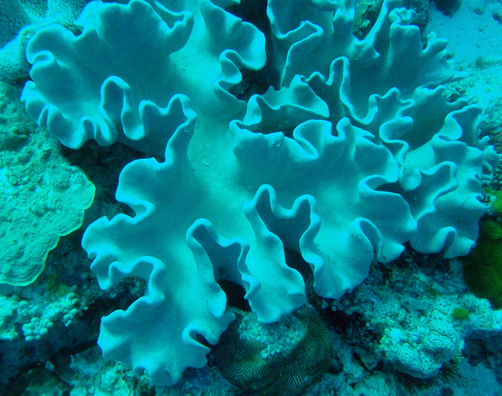 Leather-Mushroom-Coral.