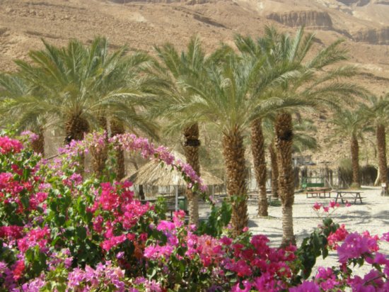 Ein Gedi