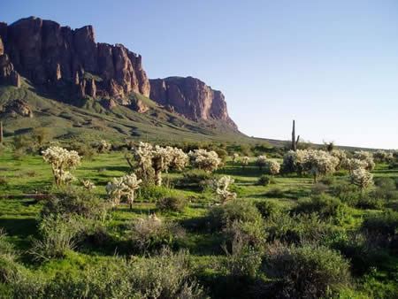 Greenery in Sonoran Desert