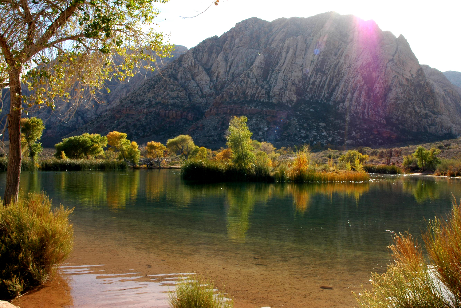 Oasis on a Ranch in Red Rock Canyon near Las Vegas