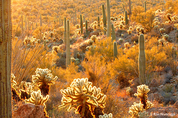Sonoran Desert Picture