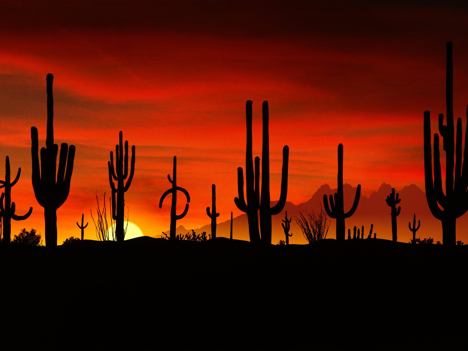 Sonoran Desert at sunset